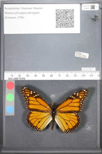 Media type: image;   Entomology 89478